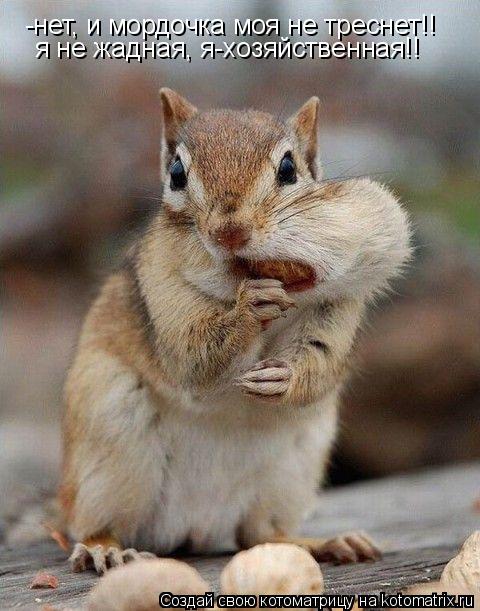 Котоматрица: -нет, и мордочка моя не треснет!! я не жадная, я-хозяйственная!!