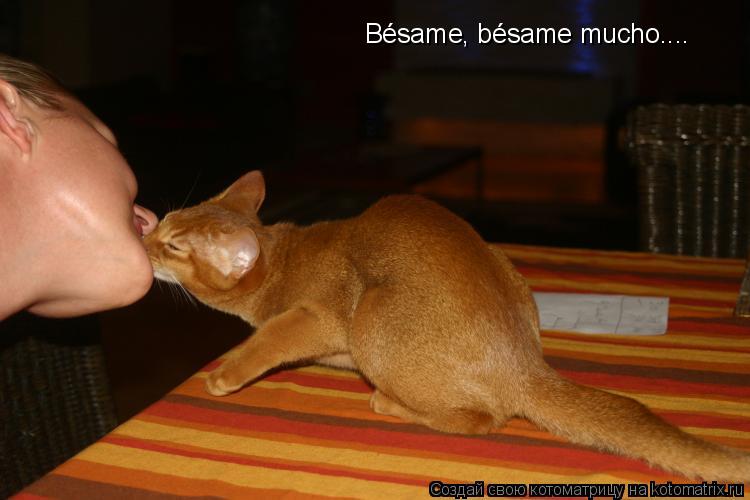 Котоматрица: B&#233;same, b&#233;same mucho....