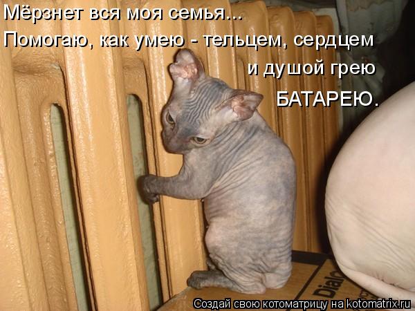 Мёрзнет вся моя семья... Помогаю, как умею - тельцем, сердцем и душой грею БАТАРЕЮ.... Котоматрица: Мёрзнет вся моя семья... Помогаю, как умею - тельцем, сердцем и душой грею БАТАРЕЮ.
