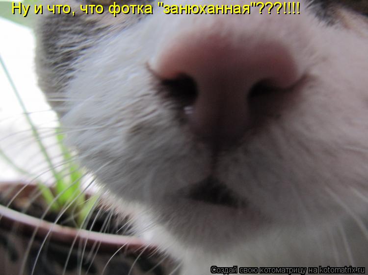 Котоматрица: Ну и что, что фотка "занюханная"???!!!!