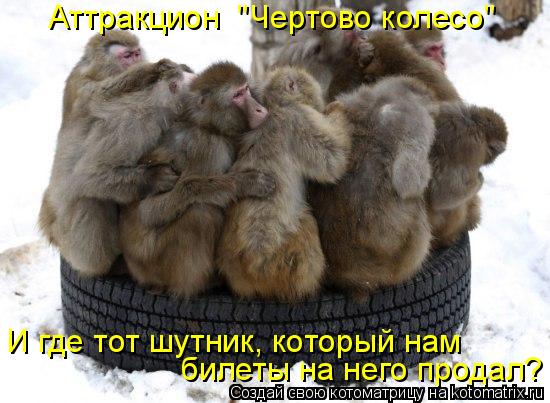 Аттракцион "Чертово колесо" И где тот шутник, который нам билеты на него продал?... Котоматрица: Аттракцион "Чертово колесо" И где тот шутник, который нам билеты на него продал?