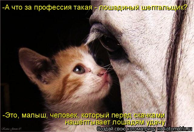 Котоматрица: -А что за профессия такая - лошадиный шептальщик? нашёптывает лошадям удачу -Это, малыш, человек, который перед скачками  -Это, малыш, человек,