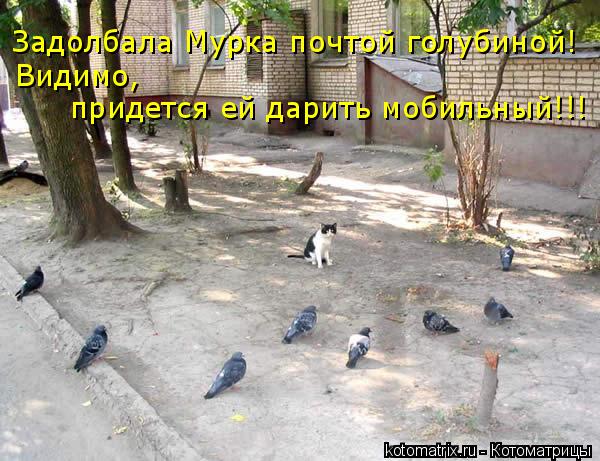 Задолбала Мурка почтой голубиной! Видимо, придется ей дарить мобильный!!!... Котоматрица: Задолбала Мурка почтой голубиной! Видимо, придется ей дарить мобильный!!!