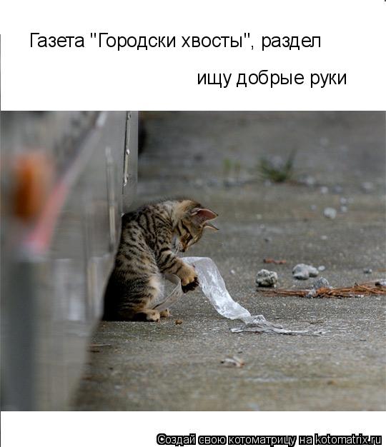 Котоматрица: ищу добрые руки Газета "Городски хвосты", раздел