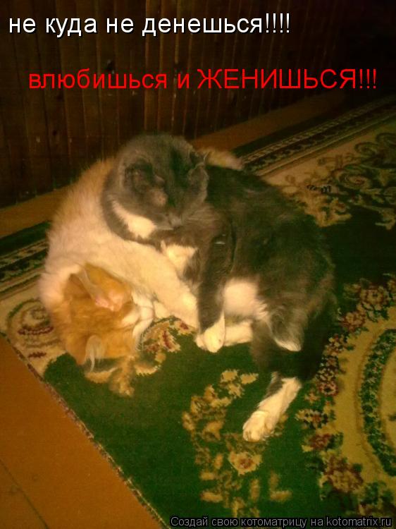 Котоматрица: не куда не денешься!!!! влюбишься и ЖЕНИШЬСЯ!!!