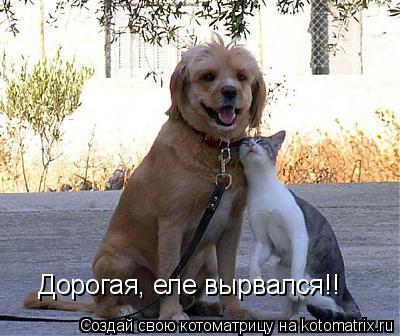 Котоматрица: Дорогая, еле вырвался!!