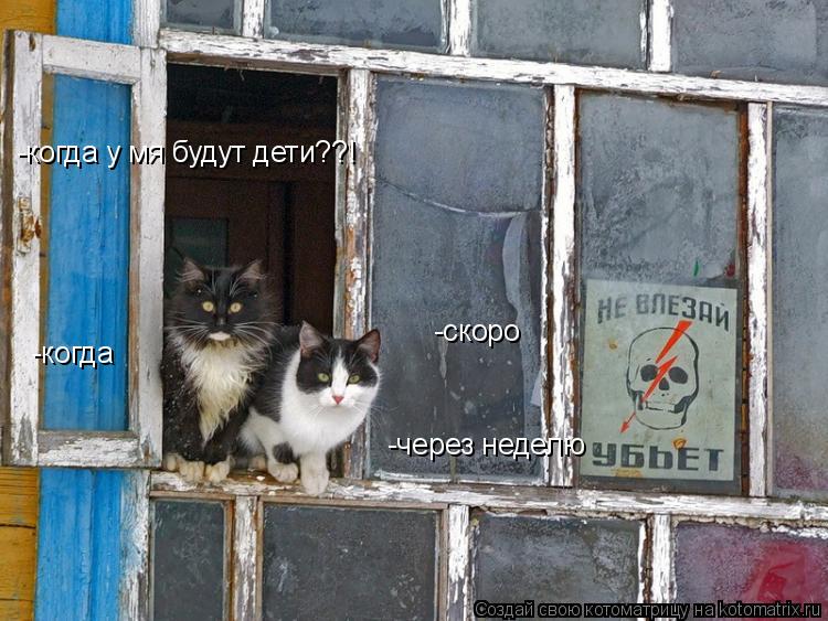 Котоматрица: -когда у мя будут дети??! -скоро -когда -через неделю