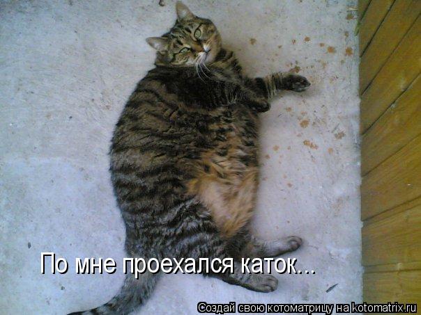 Котоматрица: По мне проехался каток...