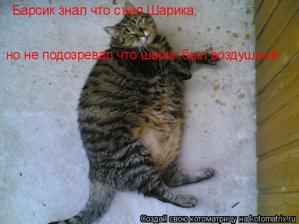 Котоматрица: Барсик знал что съел Шарика, но не подозревал что шарик был воздушный