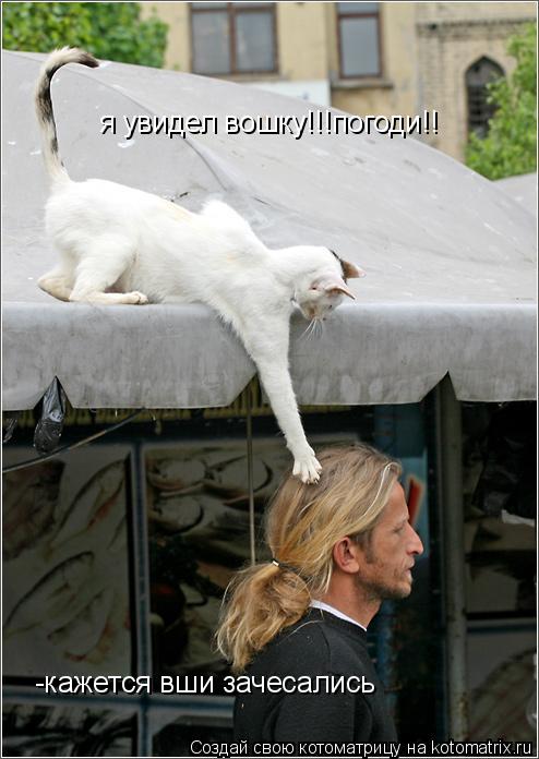 Котоматрица: я увидел вошку!!!погоди!! -кажется вши зачесались