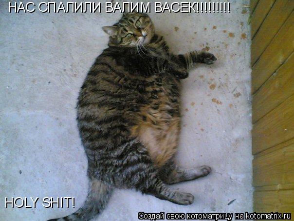 Котоматрица: HOLY SHIT! НАС СПАЛИЛИ ВАЛИМ ВАСЕК!!!!!!!!!