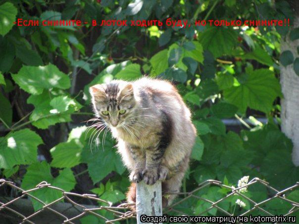 Котоматрица: -Если снимите - в лоток ходить буду, но только снимите!!