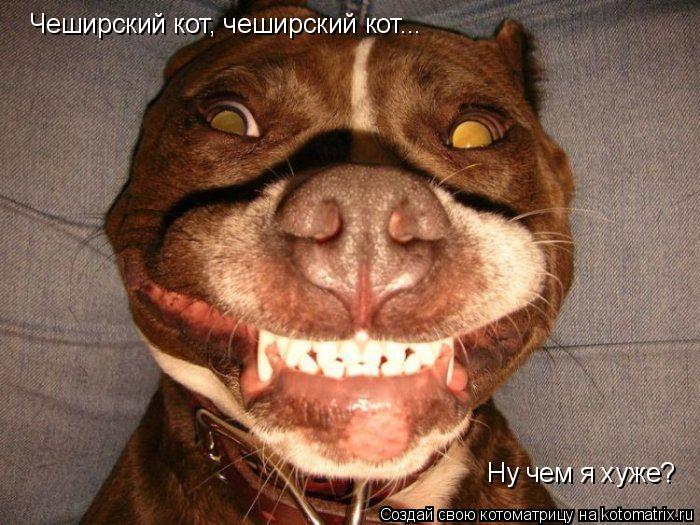 Котоматрица: Чеширский кот, чеширский кот... Ну чем я хуже?