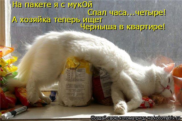 Спал часа...четыре! А хозяйка теперь ищет Черныша в квартире! На пакете я с мукОй... Котоматрица: Спал часа...четыре! А хозяйка теперь ищет Черныша в квартире! На пакете я с мукОй