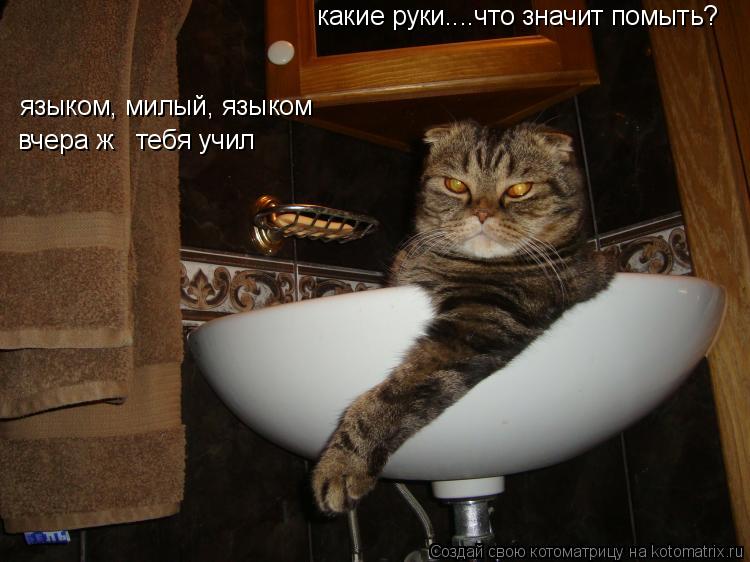 какие руки....что значит помыть? языком, милый, языком вчера ж тебя учил... Котоматрица: какие руки....что значит помыть? языком, милый, языком вчера ж тебя учил