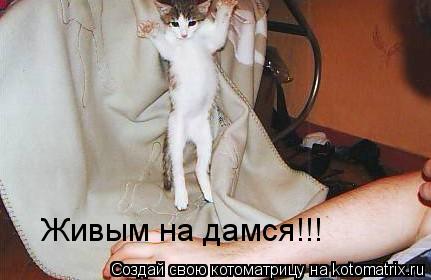 Котоматрица: Живым на дамся!!!