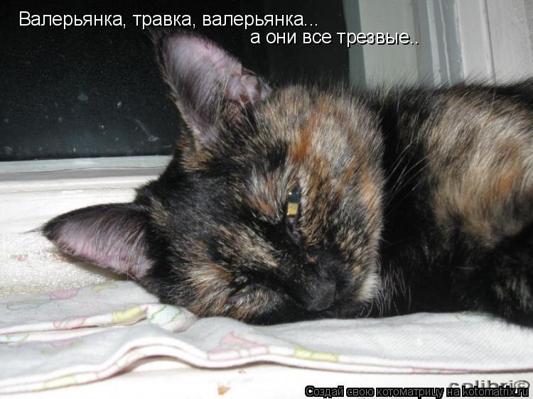 Котоматрица: Валерьянка, травка, валерьянка...  а они все трезвые..