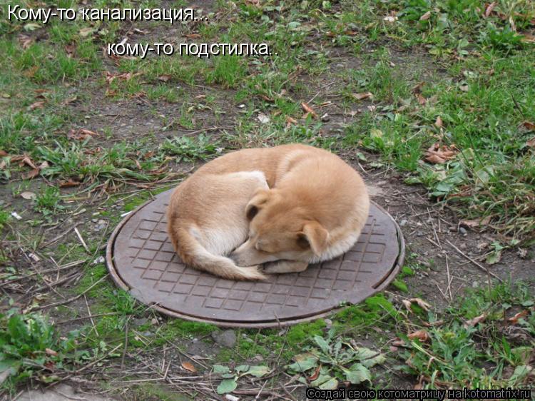 Котоматрица: Кому-то канализация... кому-то подстилка..