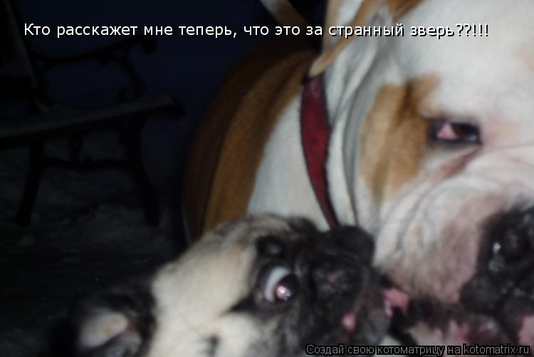 Котоматрица: Кто расскажет мне теперь, что это за странный зверь??!!!