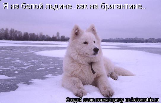Котоматрица: Я на белой льдине..как на бригантине..