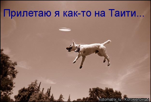 Прилетаю я как-то на Таити...... Котоматрица: Прилетаю я как-то на Таити...
