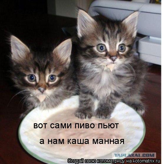 Котоматрица: вот сами пиво пьют   а нам каша манная