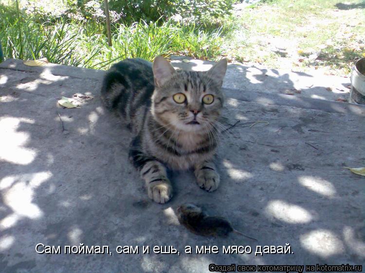 Котоматрица: Сам поймал, сам и ешь, а мне мясо давай.
