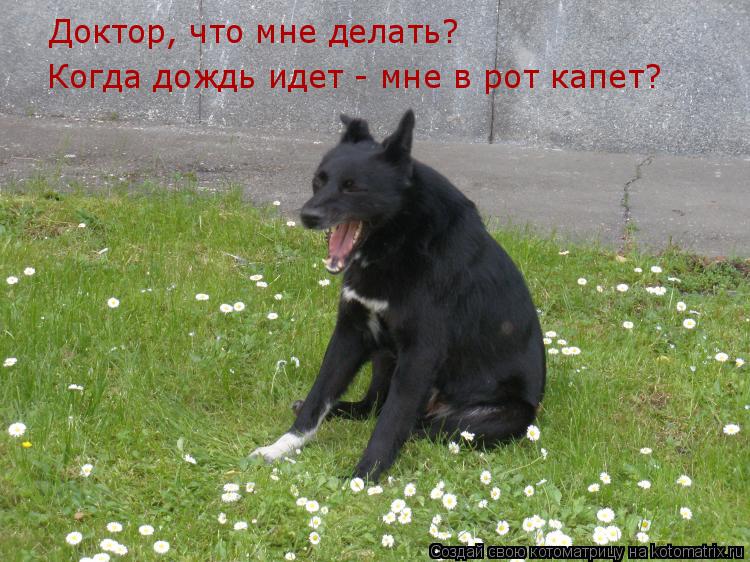 Котоматрица: Доктор, что мне делать?  Доктор, что мне делать?  Когда дождь идет - мне в рот капет?
