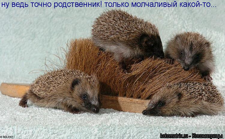 ну ведь точно родственник! только молчаливый какой-то...... Котоматрица: ну ведь точно родственник! только молчаливый какой-то...