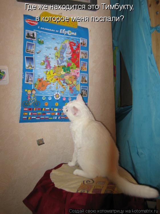 Котоматрица: Где же находится это Тимбукту,  в которое меня послали?