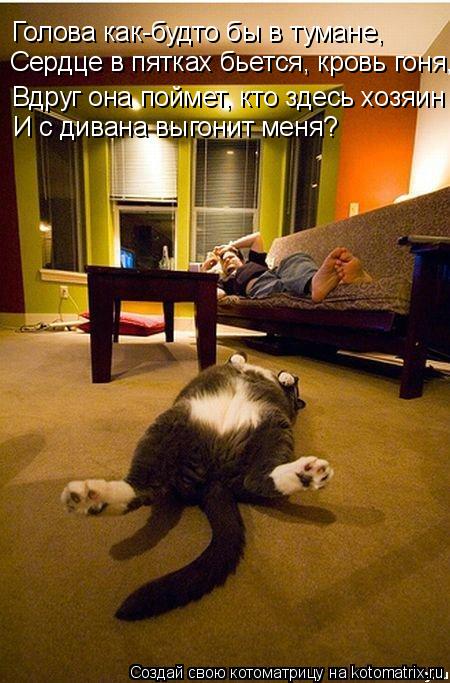 Котоматрица: Голова как-будто бы в тумане, Сердце в пятках бьется, кровь гоня, Вдруг она поймет, кто здесь хозяин И с дивана выгонит меня?