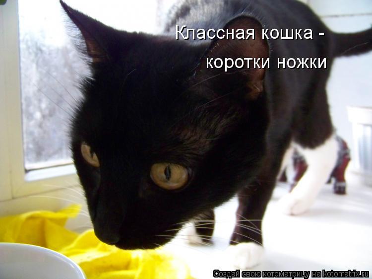 Котоматрица: Классная кошка -  коротки ножки