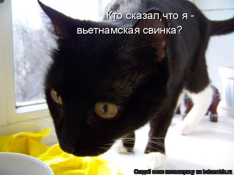 Котоматрица: Кто сказал что я -  вьетнамская свинка? ,