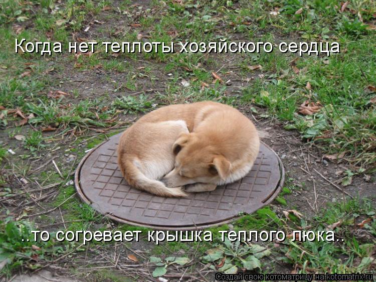 Котоматрица: Когда нет теплоты хозяйского сердца ..то согревает крышка теплого люка..