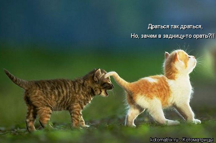 Котоматрица: Драться так драться, Но, зачем в задницу-то орать?!!