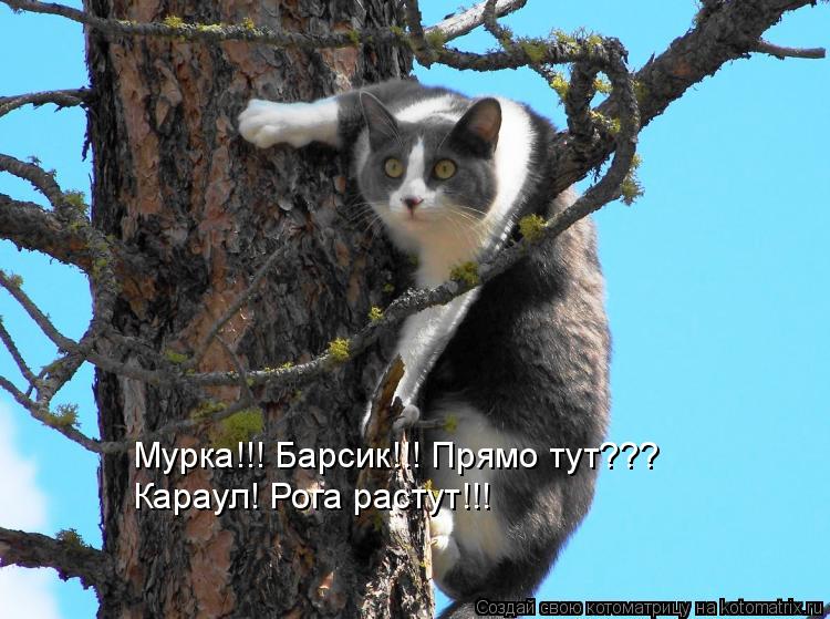 Котоматрица: Мурка!!! Барсик!!! Прямо тут???  Караул! Рога растут!!!