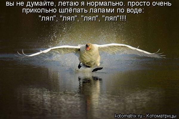 Котоматрица: вы не думайте, летаю я нормально. просто очень  прикольно шлёпать лапами по воде:  "ляп", "ляп", "ляп", "ляп"!!!