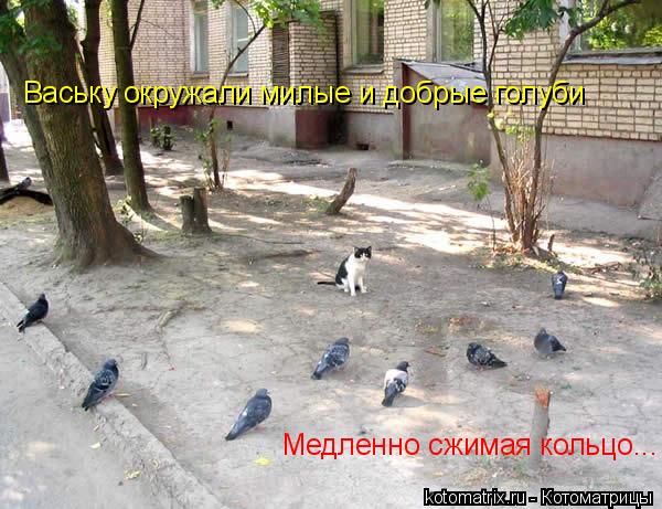 Котоматрица: Ваську окружали милые и добрые голуби Медленно сжимая кольцо...