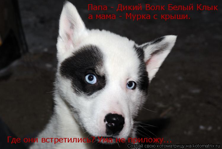 Котоматрица: Папа - Дикий Волк Белый Клык а мама - Мурка с крыши.  Где они встретились? Ума не приложу...