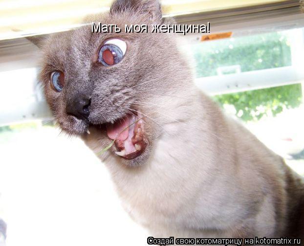Котоматрица: Мать моя женщина!