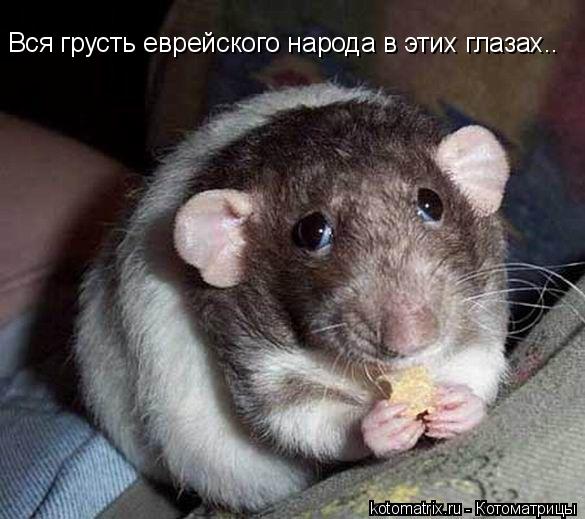 Котоматрица: Вся грусть еврейского народа в этих глазах..