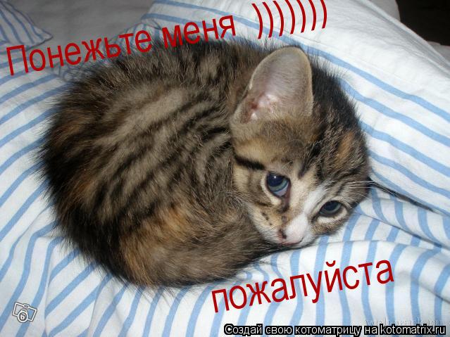 Котоматрица: Понежьте меня  ))))))) пожалуйста