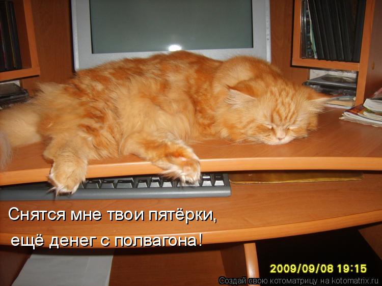 Котоматрица: Снятся мне твои пятёрки,  ещё денег с полвагона!