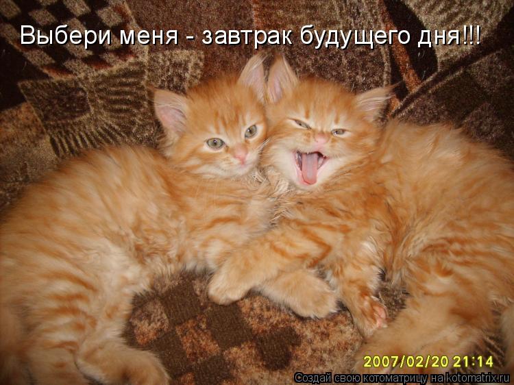 Котоматрица: Выбери меня - завтрак будущего дня!!!
