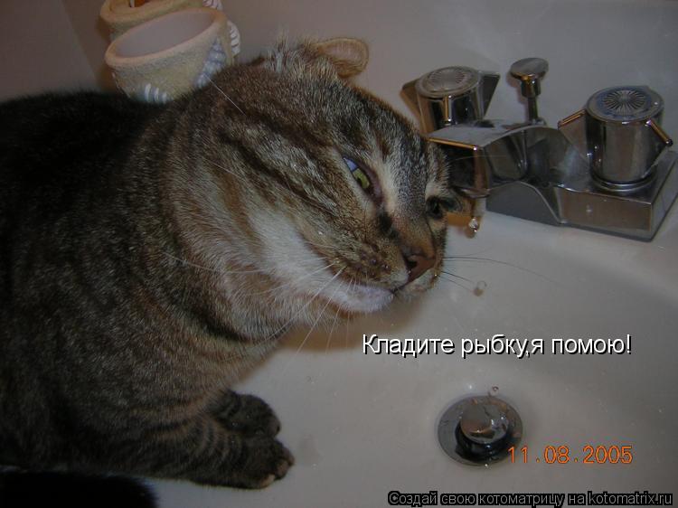 Котоматрица: Кладите рыбку,я помою!