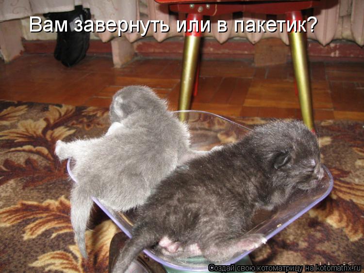 Котоматрица: Вам завернуть или в пакетик?