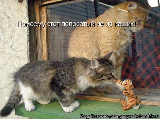 Котоматрица: Помоему этот полосатый не из наших!