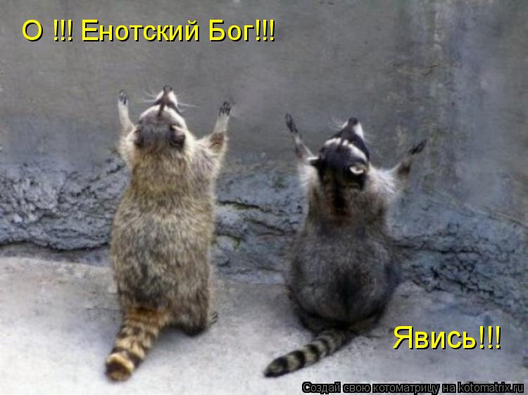 Котоматрица: О !!! Енотский Бог!!!  Явись!!!