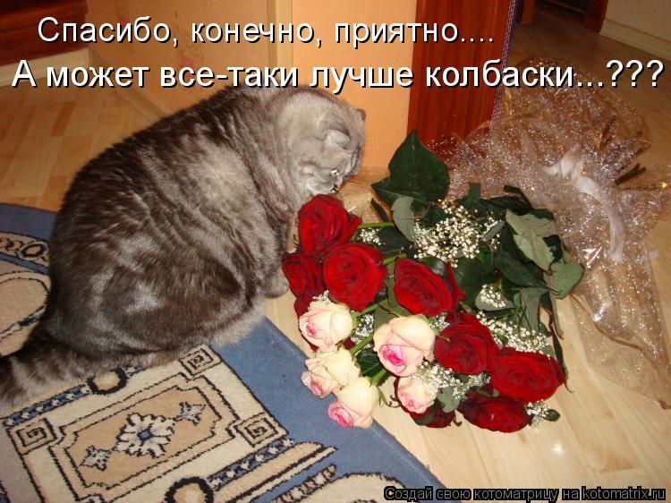 Котоматрица: Спасибо, конечно, приятно....  А может все-таки лучше колбаски...???