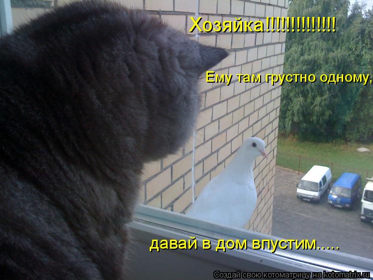 Котоматрица: Хозяйка!!!!!!!!!!!!!! Ему там грустно одному,  давай в дом впустим.....